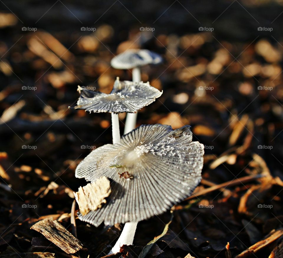 fungi. Mushrooms. Nature. mushrooms growing in the morning sun.