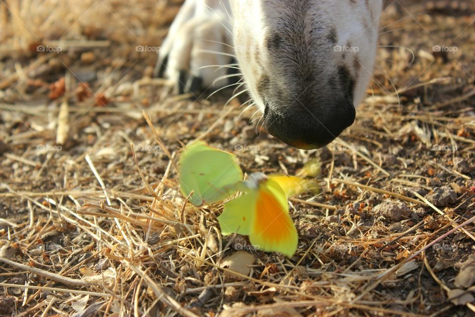 dog meets butterflies