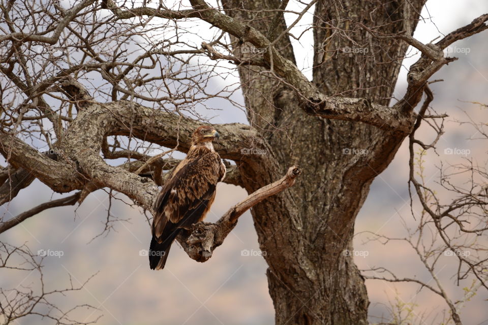 Wahlbergs Eagle Kruger national park South Africa