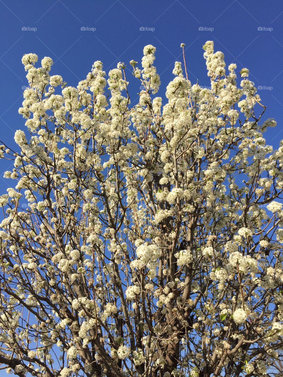 Early Pear Blossoms 1