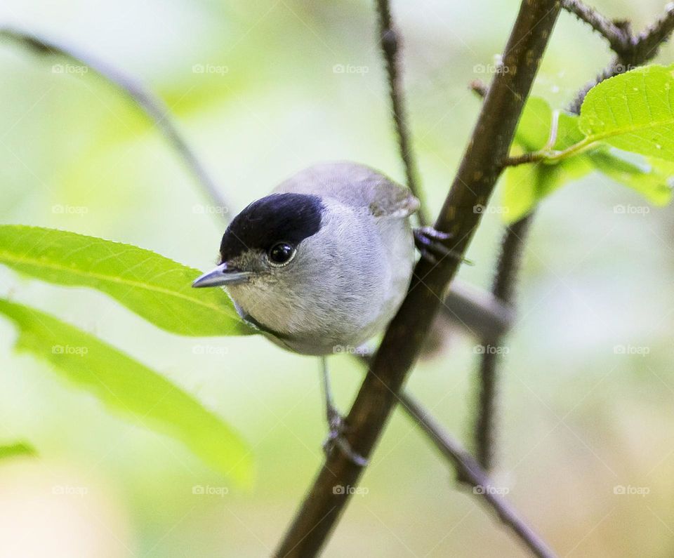 Slovakia wildlife pictures