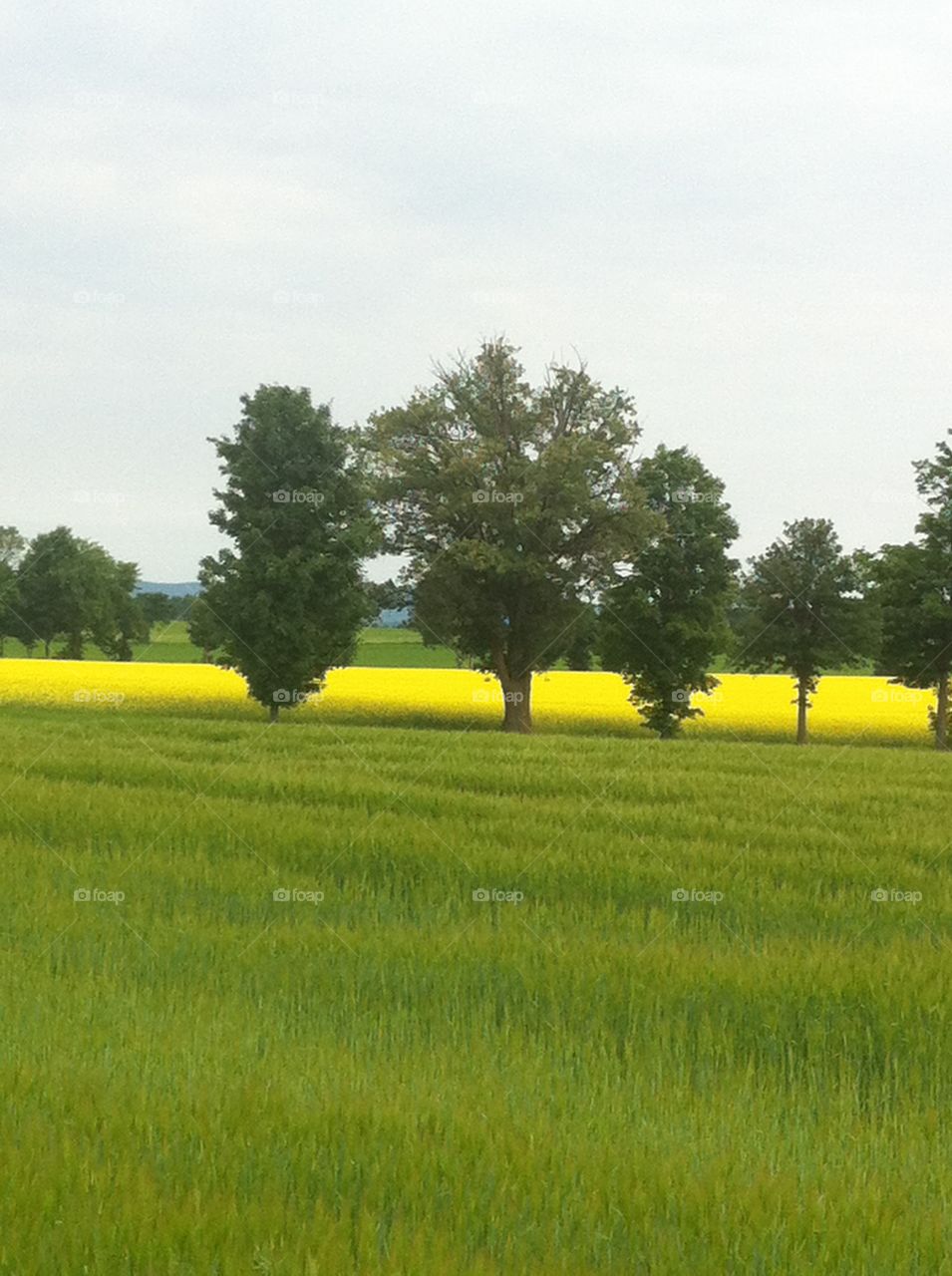 Farm field in Summer. A beautiful display of a farm field in bloom