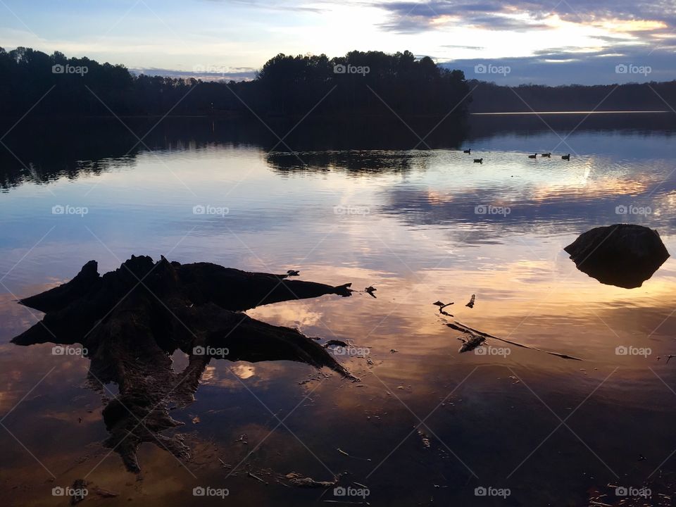 Stumps and ducks in the remnants of daylight