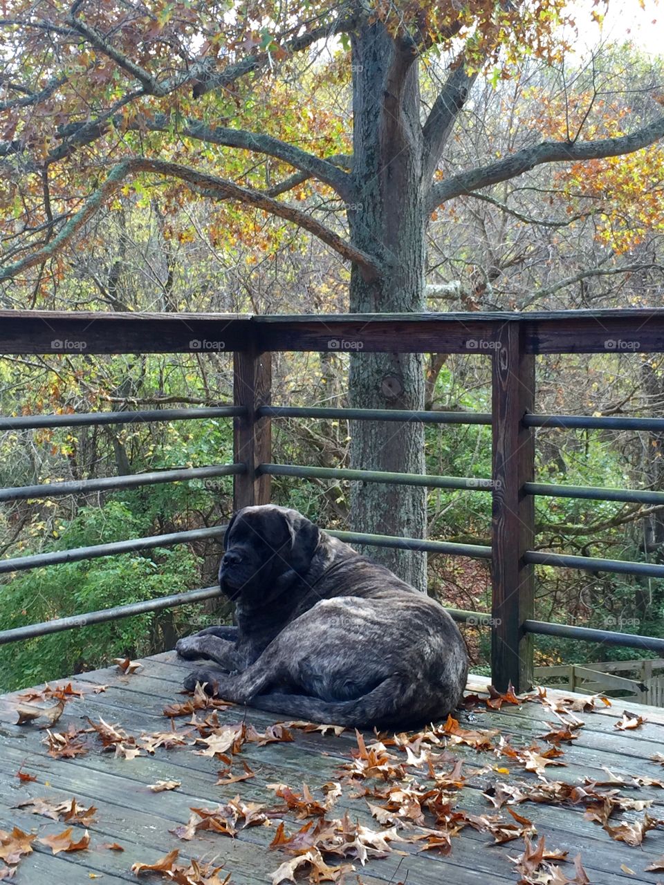 Hi, I am Moses, I am a 210 lbs want to be a lap dog. Like a typical Mastiff, my favorite pass time is sleeping and resting. I was rescued as a puppy after from a kill shelter after my family abandoned me there because I had a boo boo in my knee, their loss. I am so handsome and healthy now. Don't you agree?