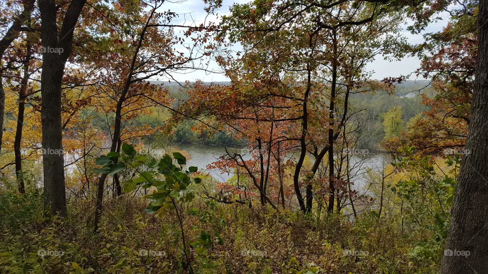Fall, Tree, Landscape, Nature, Leaf