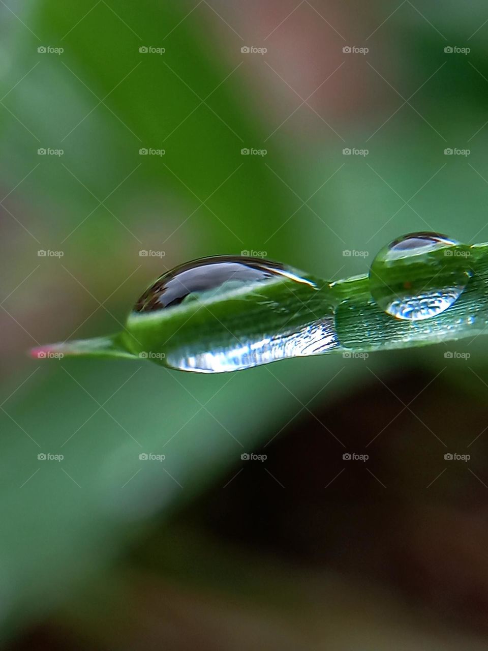 Dew on the grass.