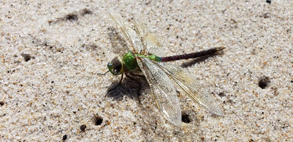 beach dragonfly