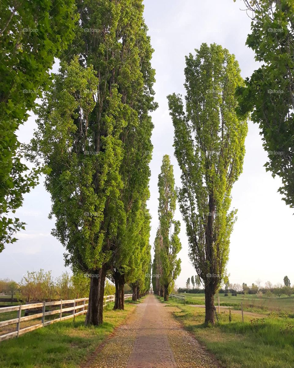 Colombera, Castrezzato, Brescia, Italy 🇮🇹🌳