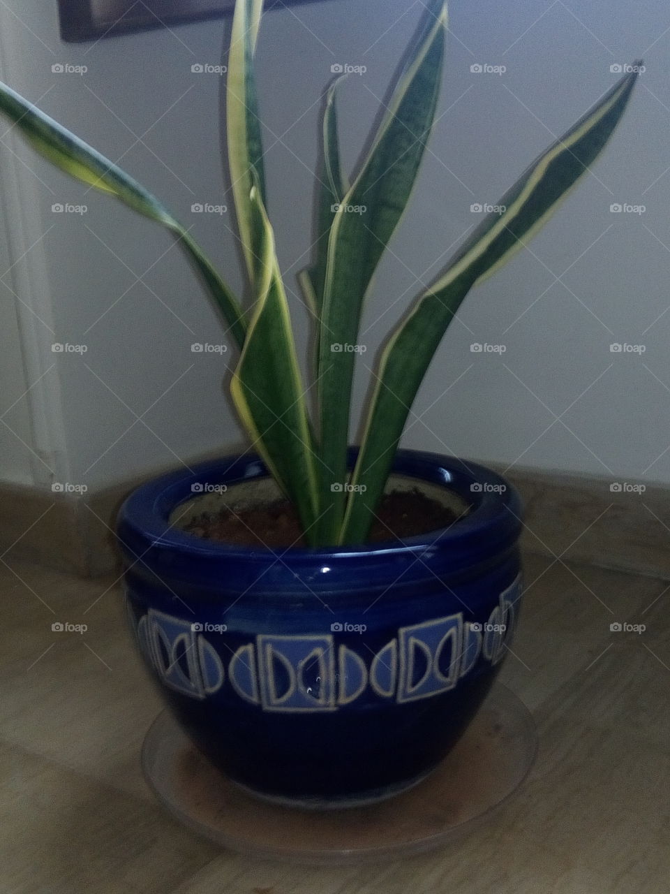 blue plantpot