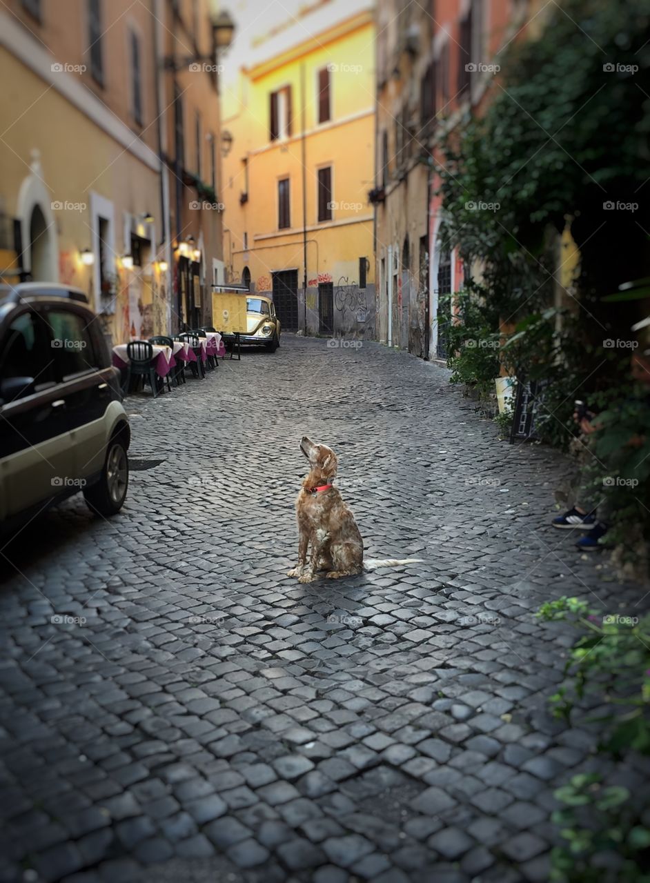 Dog sitting in the middle of a cobblestone street, looking up at a top floor window, in the Trastevere neighborhood of Rome