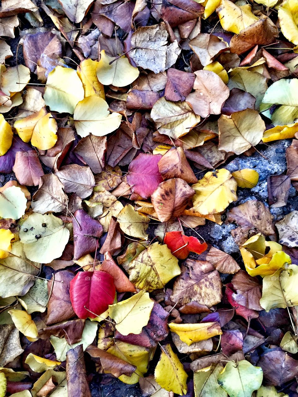 Autumn Leaves in December, New York City 