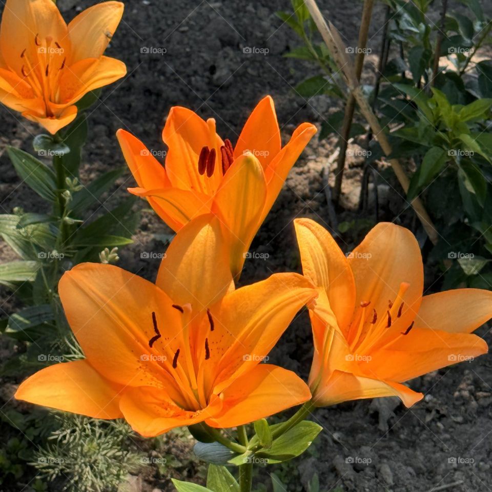Orange Flowers