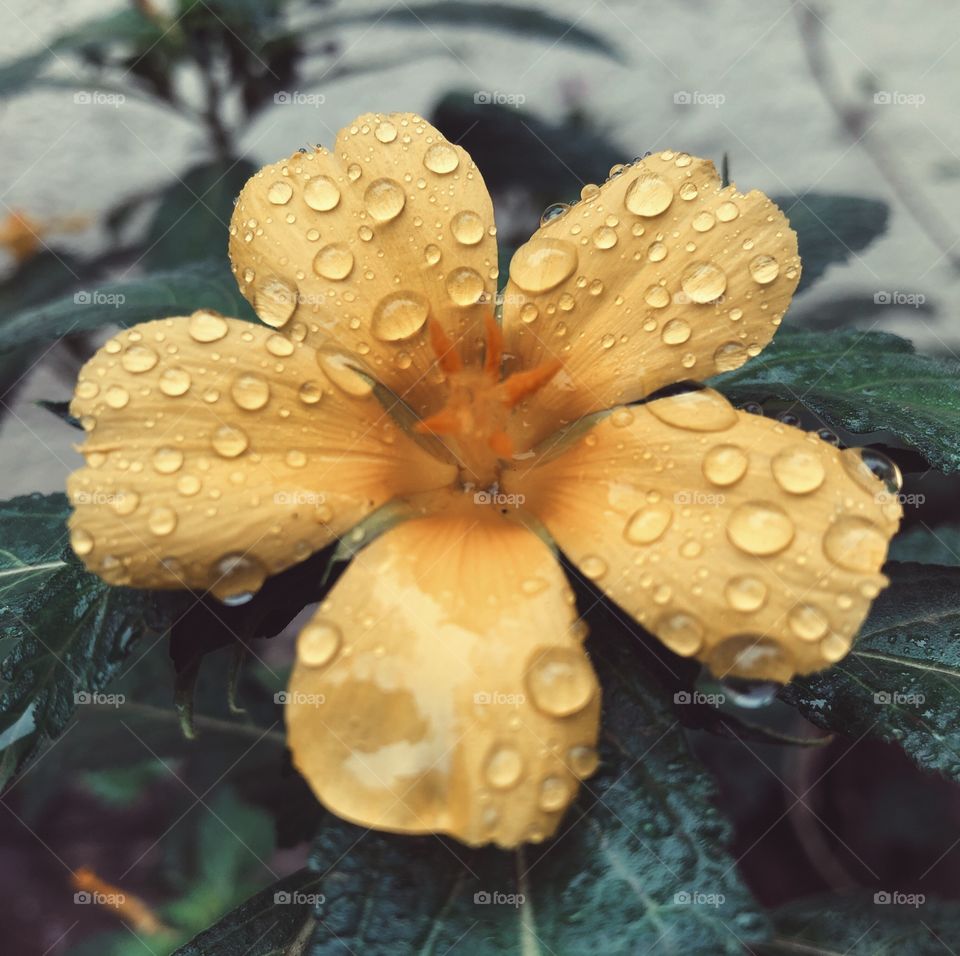 Water drop on flower 