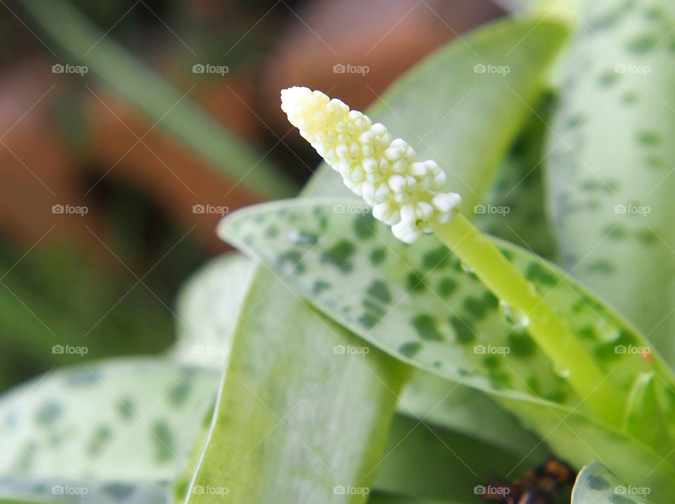 Drimiopsis maculata Lindl and pollen , is a plant that has leaves beautiful