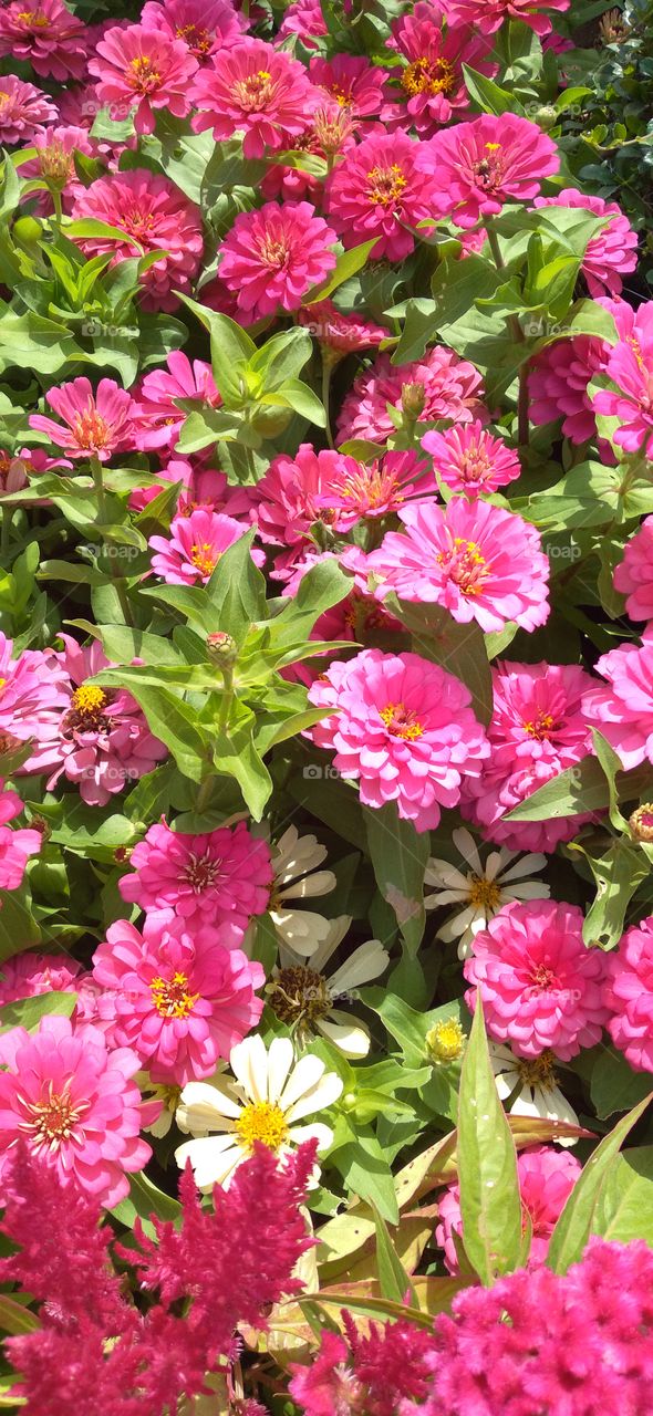 Beautiful flowers this spring