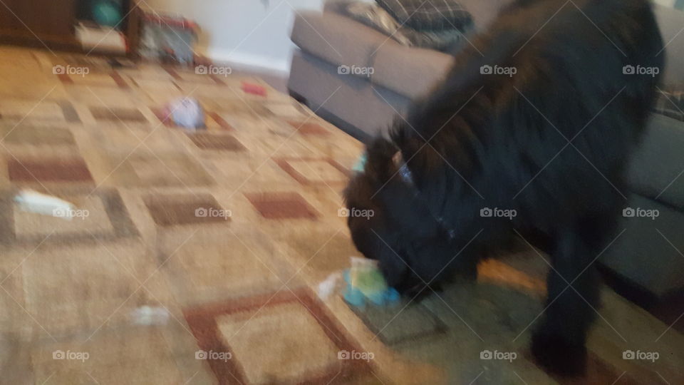 Mammal, People, No Person, One, Blur