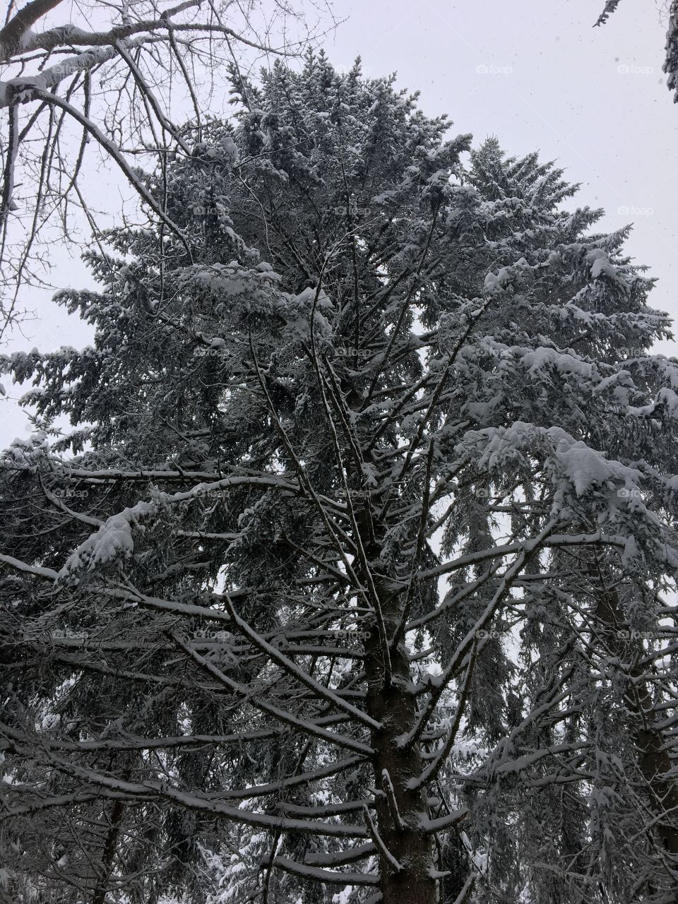 All snow as far as you can see.