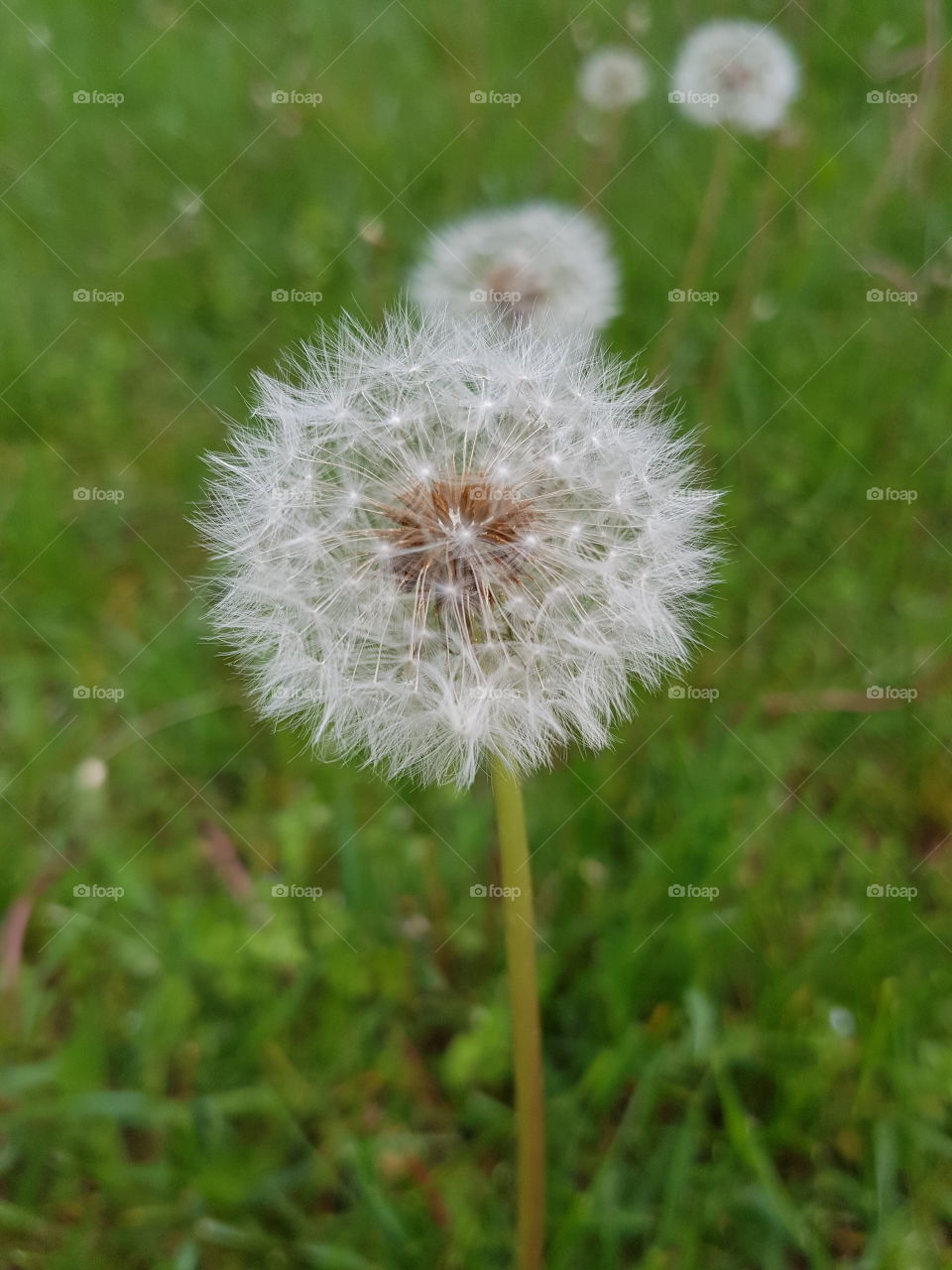 make a wish