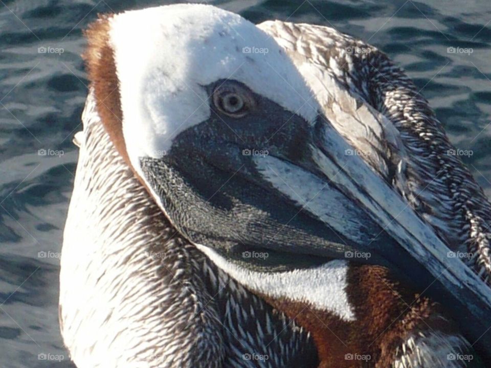 Pelican eye