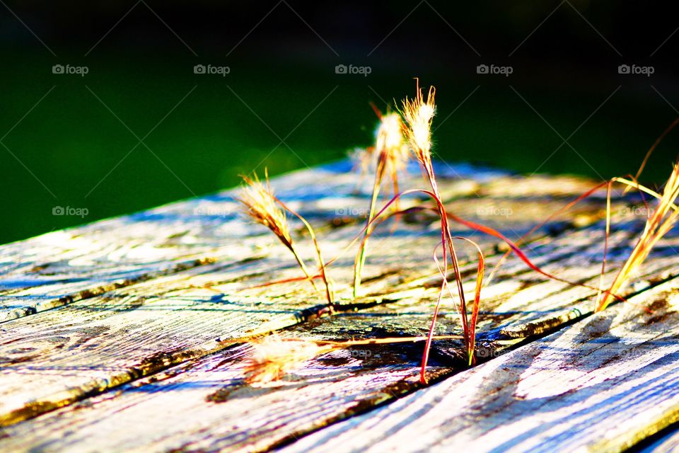 Grasses growing on a old weathered dock