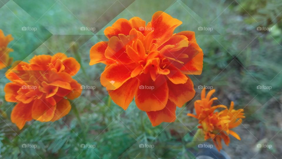 Marigold flower