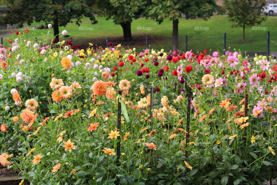 dahlia garden