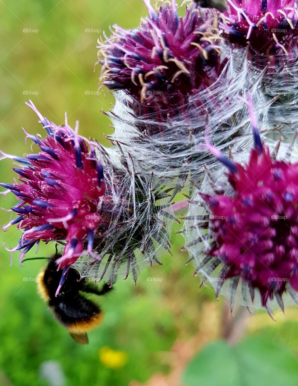 flowers from the summer