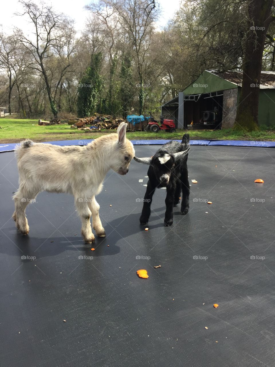 playtime on the trampoline 