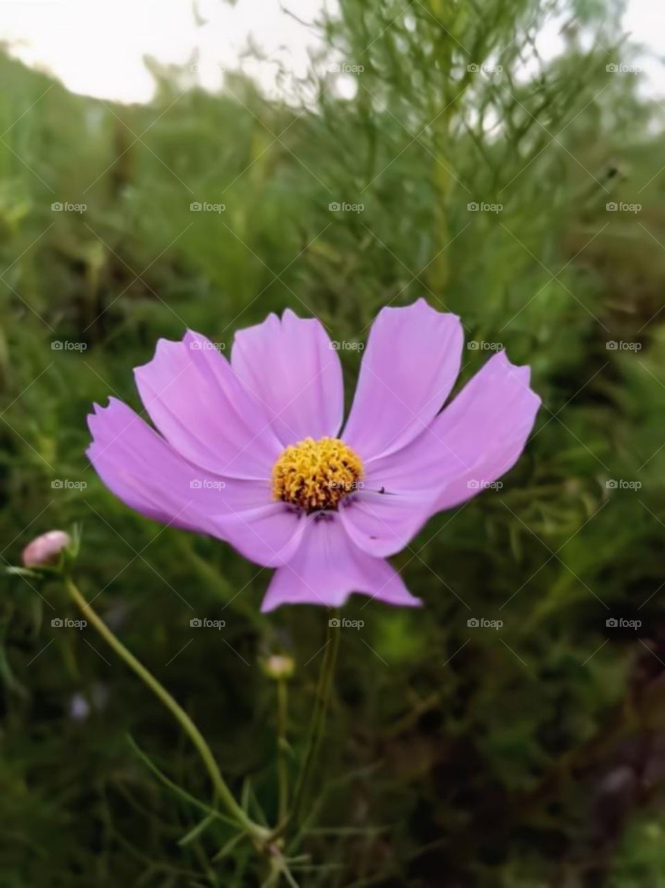 pink lovely flower