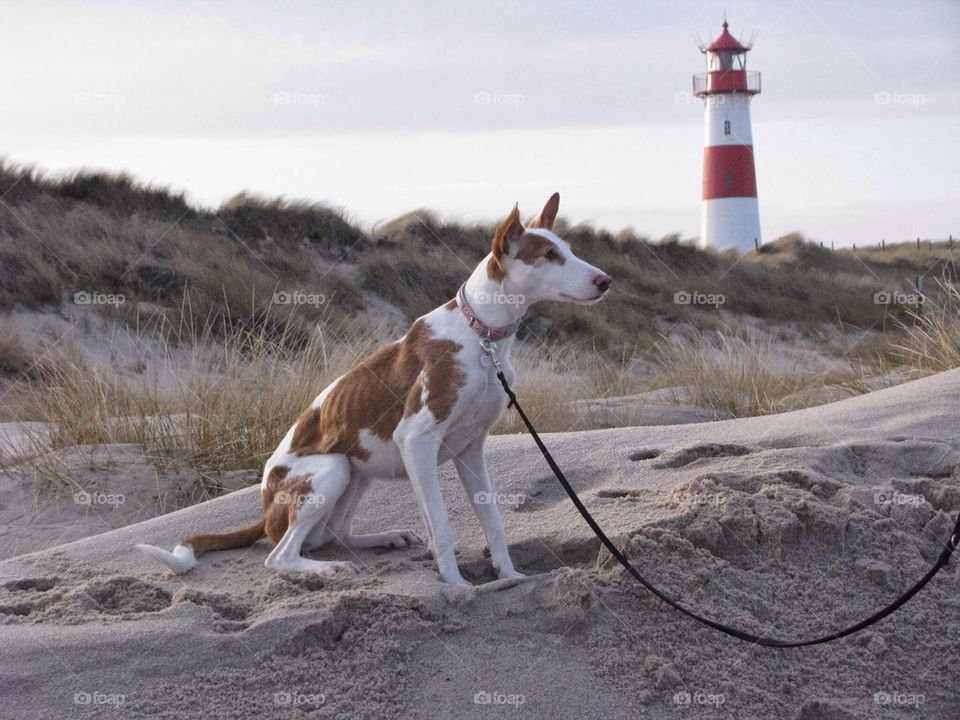 Dog sitting against lighthouse