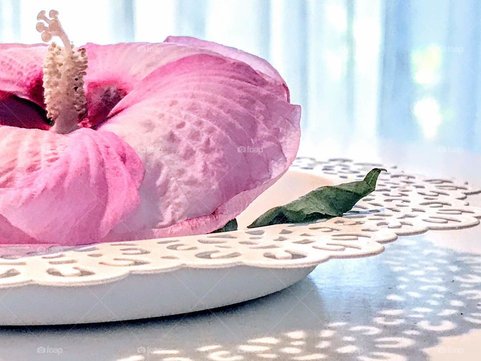 Rose Mallow Hibiscus in dish