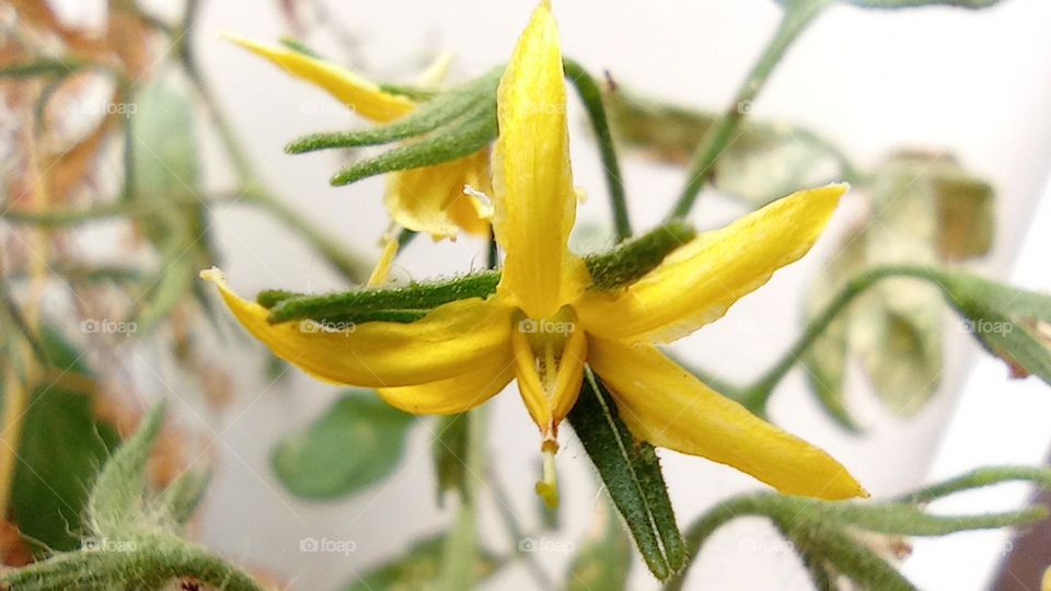 Cherry tomato flower - Flor del tomate cherry