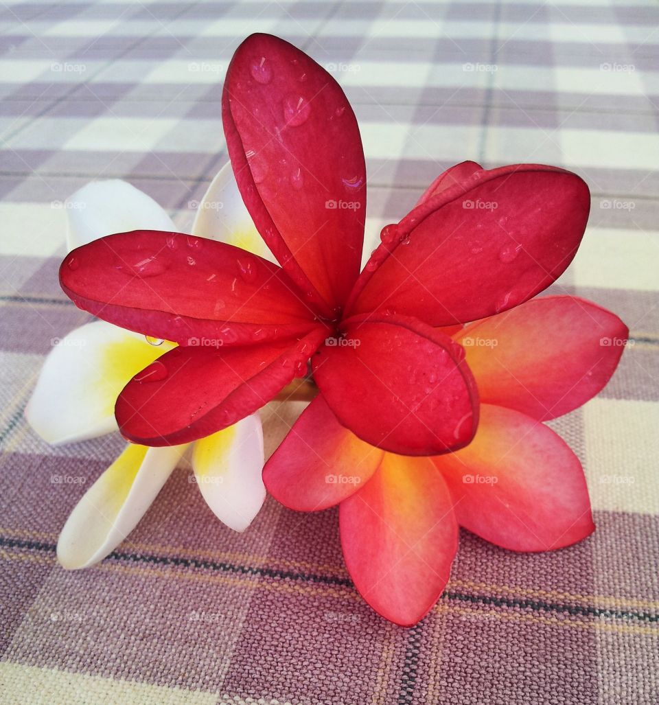 Frangipani Spring 