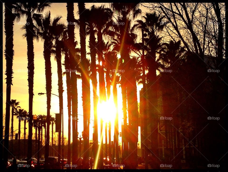 Sun through palms