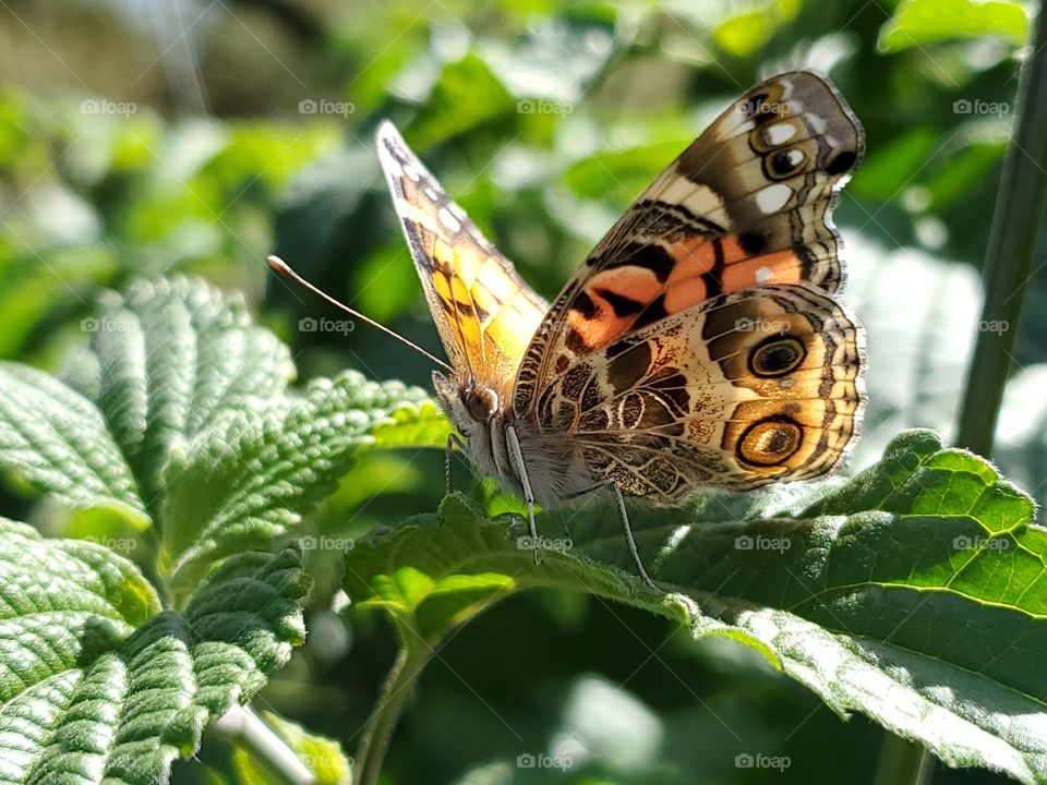 Close up of an orange butterfly standing on a green leaf with wings partially open.