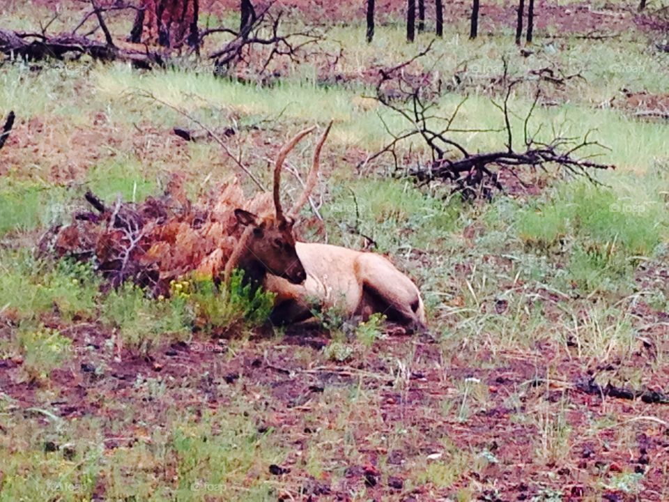 A deer resting in the forest