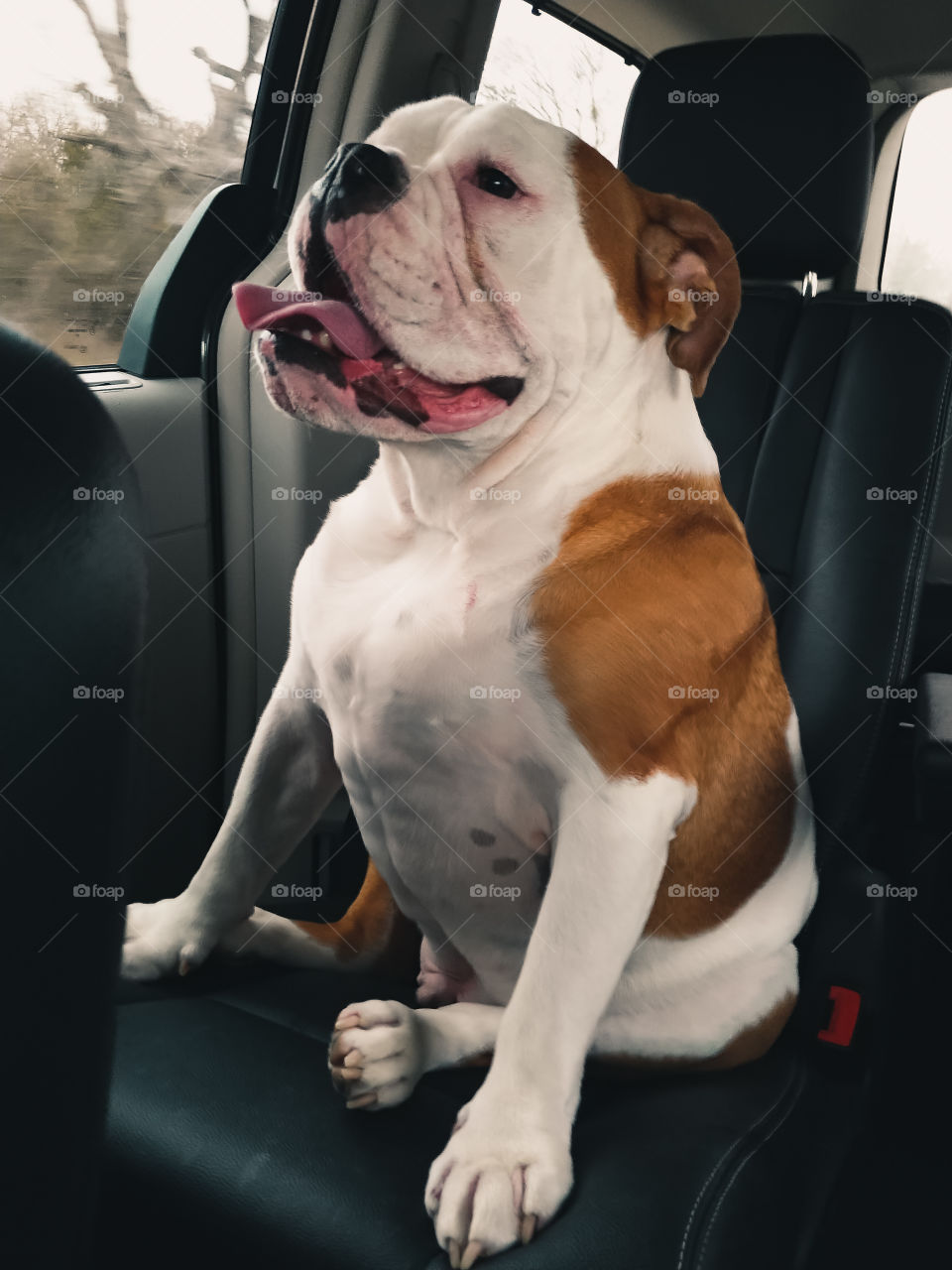 Bulldog Car Ride