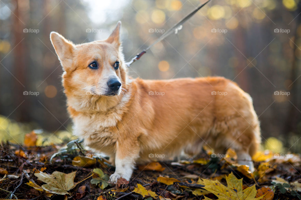 Welsh corgi pembroke in autumn park 