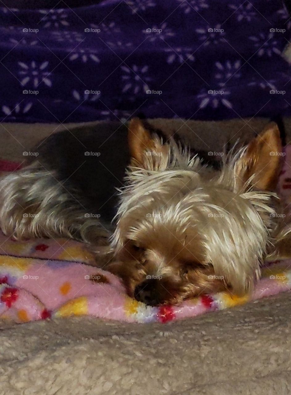 sleeping Yorkshire terrier
