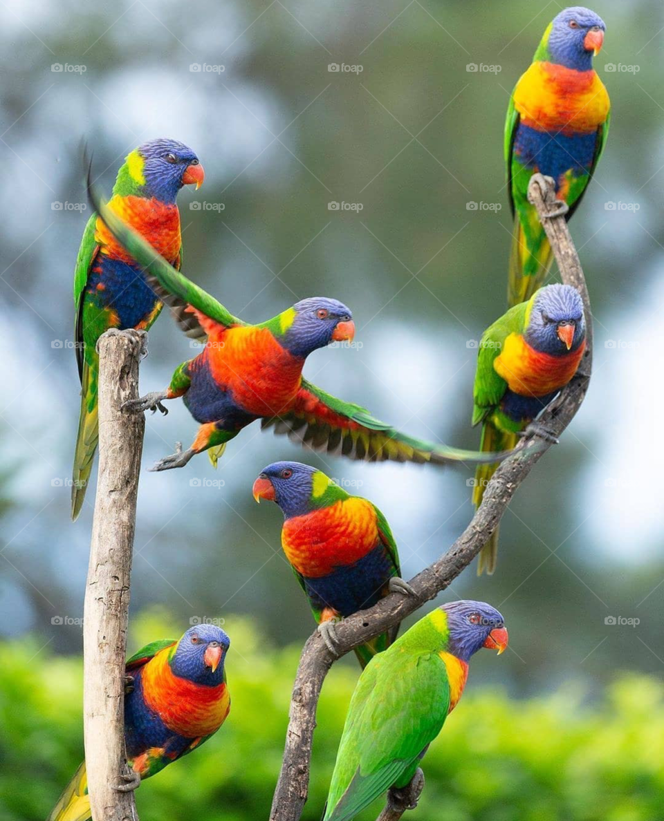 parrots