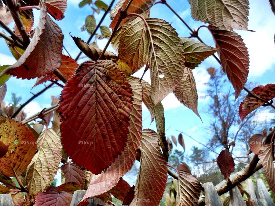 Fall Leaves