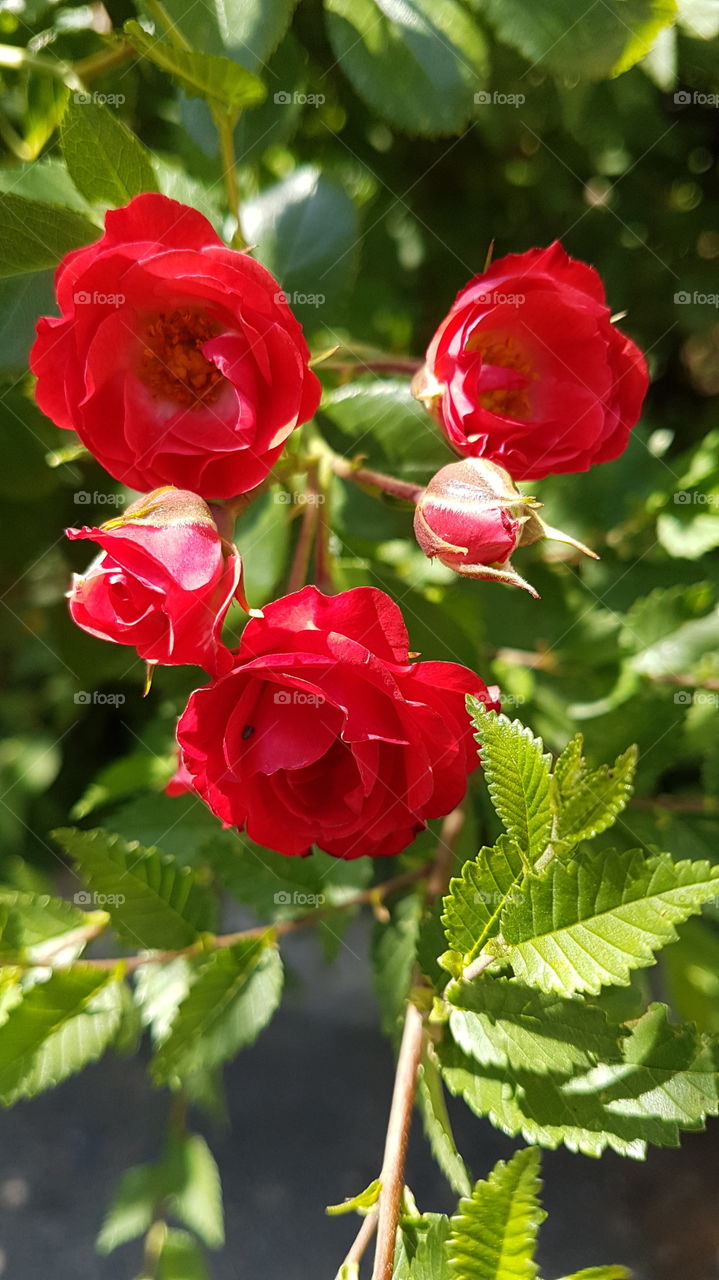 red roses and bud