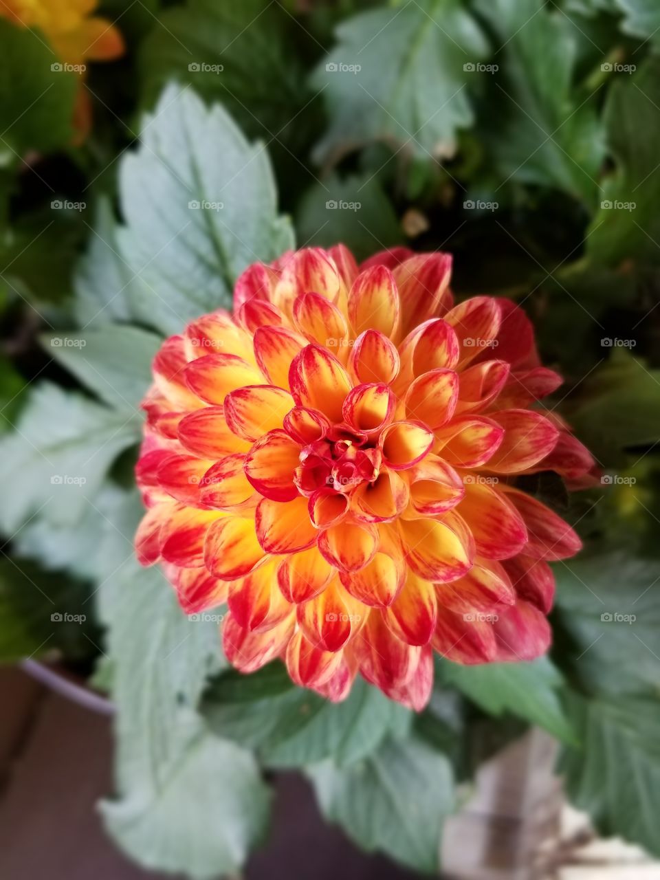 Dahlia