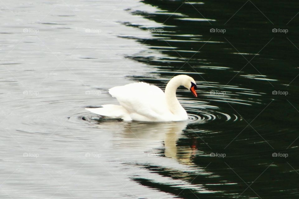 A beautiful white swan gliding peacefully on a lake
