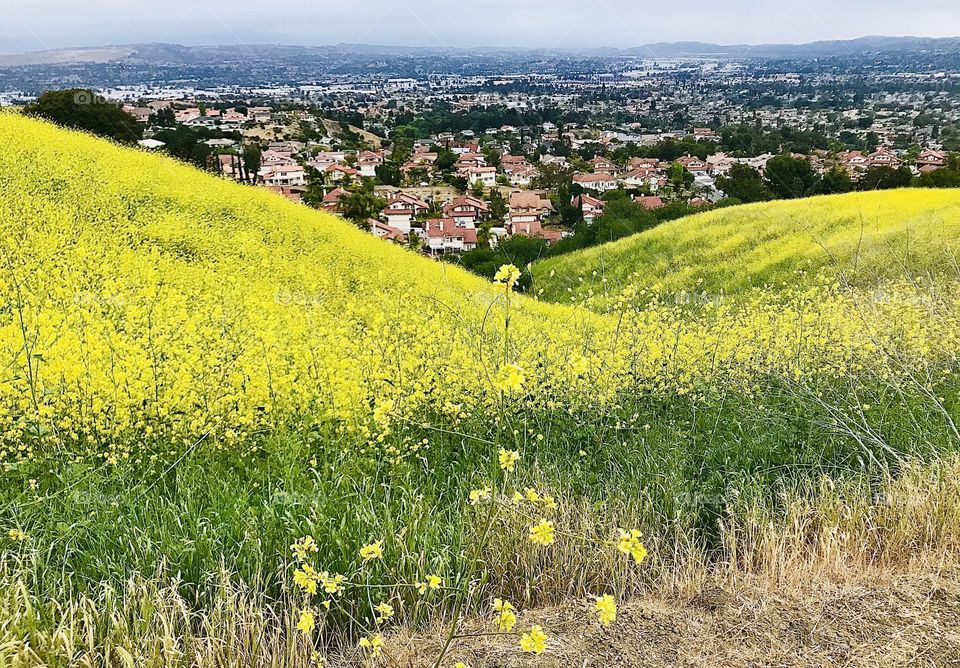 Black Mustard Flowers