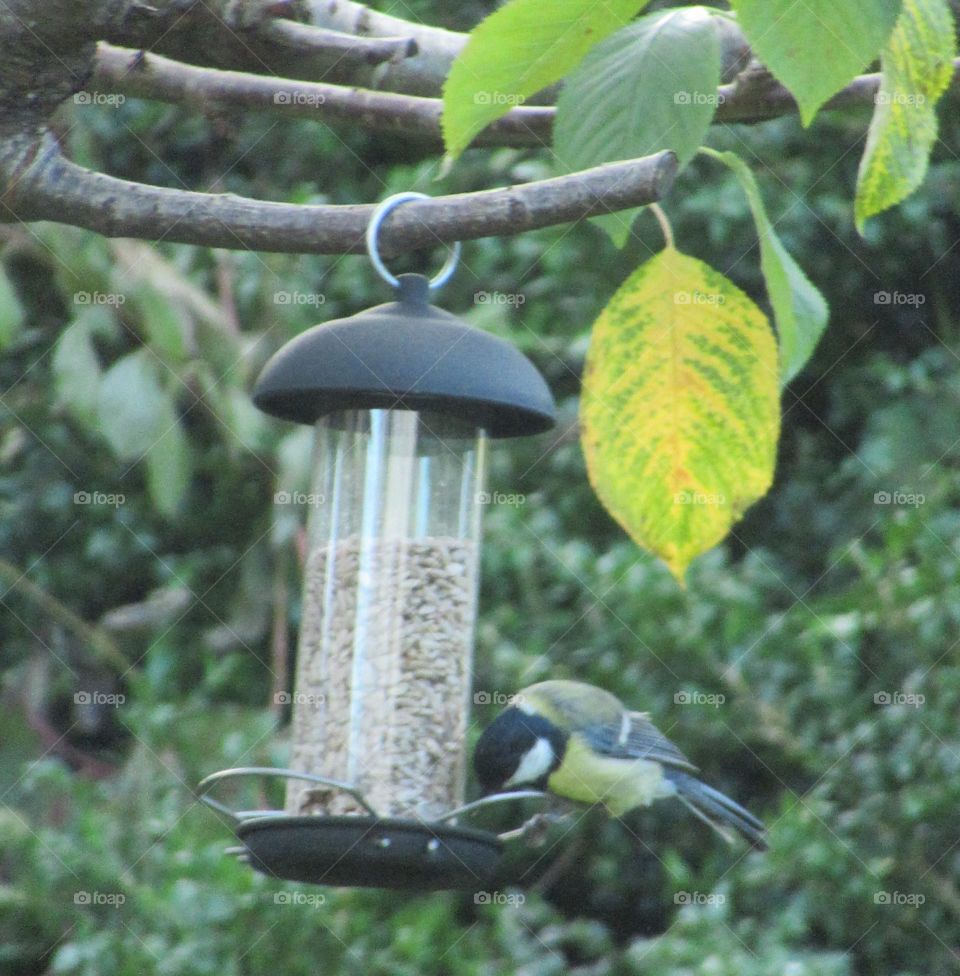 Great tit eating seed from bird feeder in a cherry tree