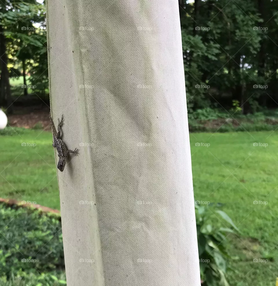 Lizard