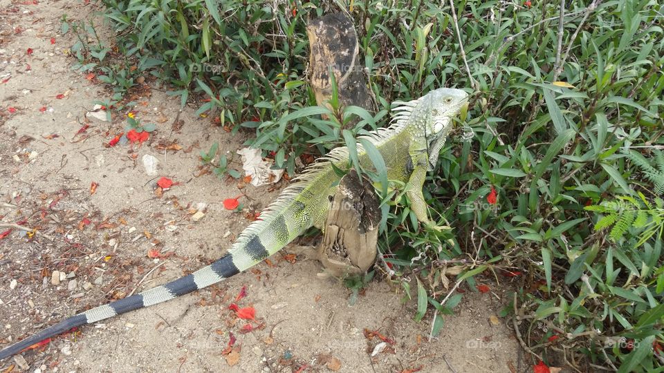 Iguana