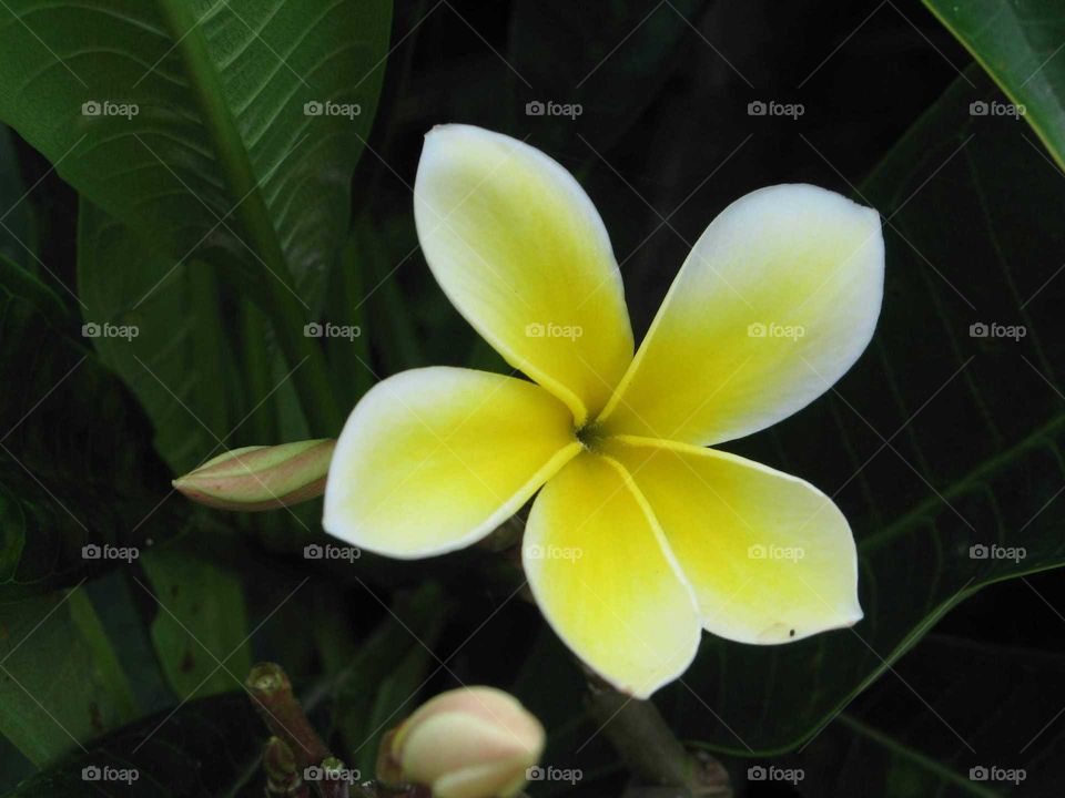 Yellow Plumeria