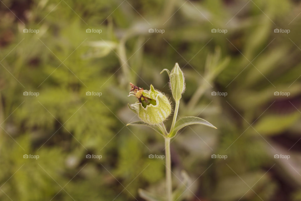 Unknown to science plant